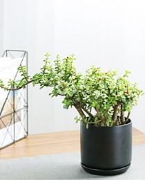 金枝玉叶