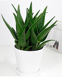 芦荟
