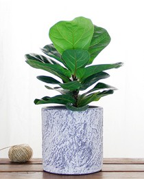 小琴叶榕